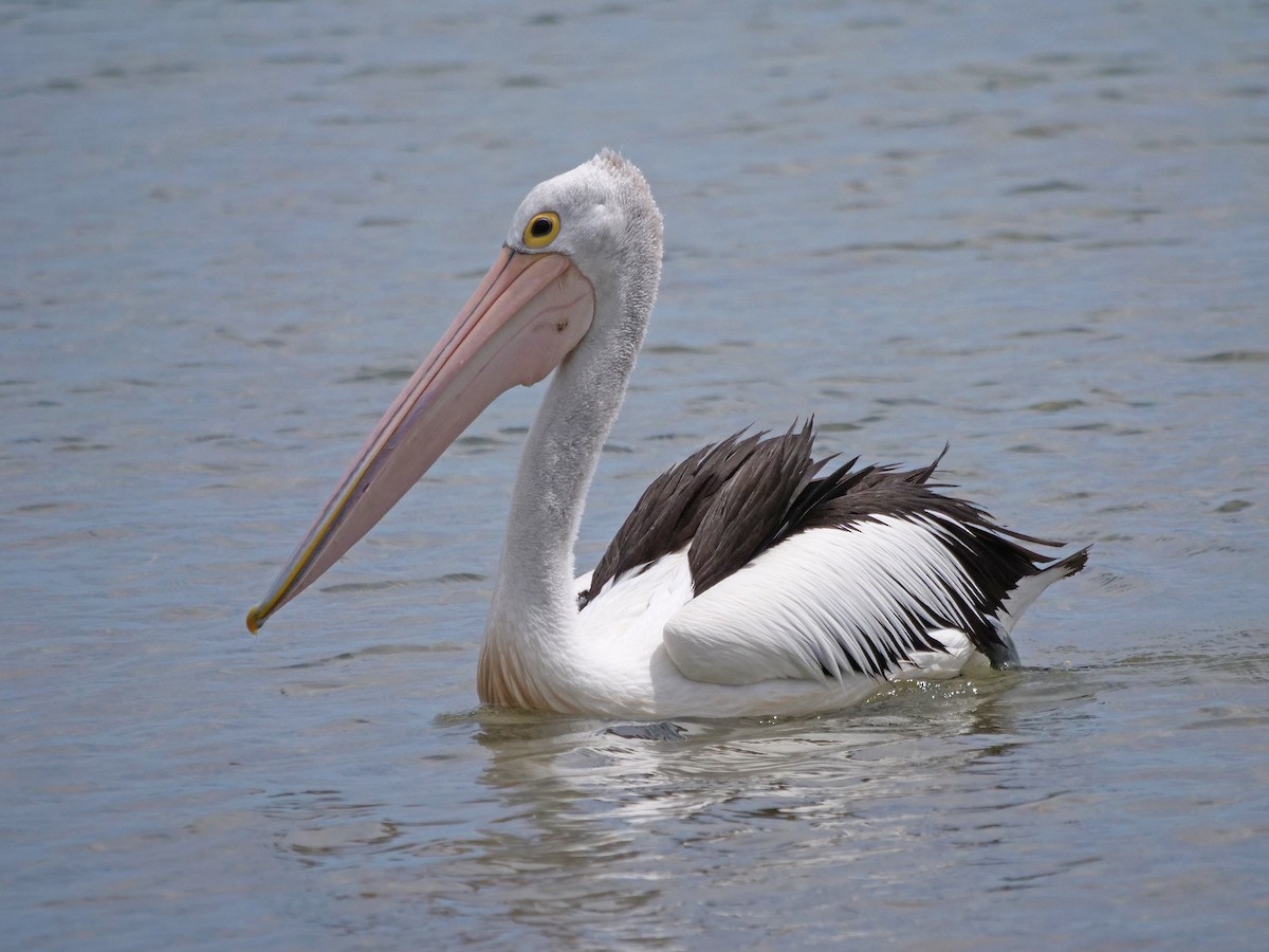 Australian Pelican - Gerald Allen