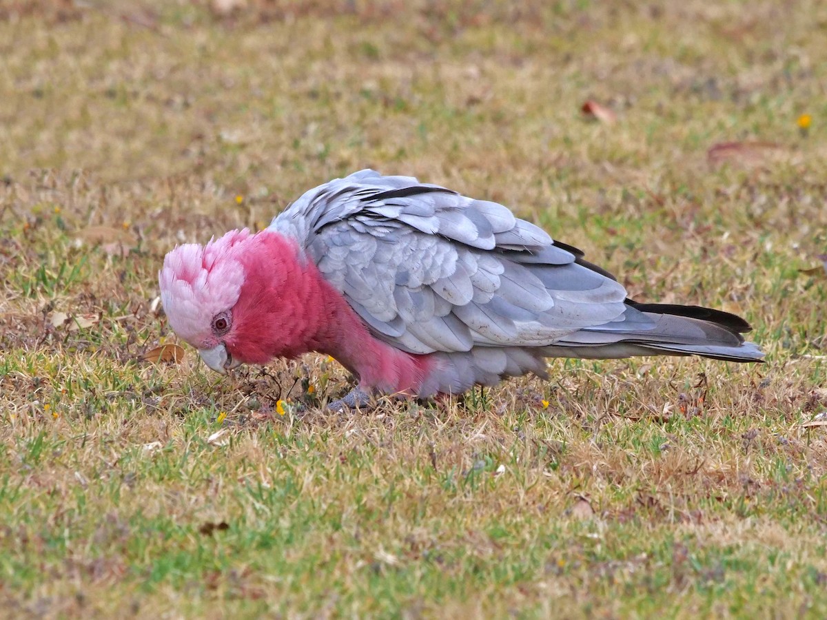 Cacatúa Galah - ML612508716