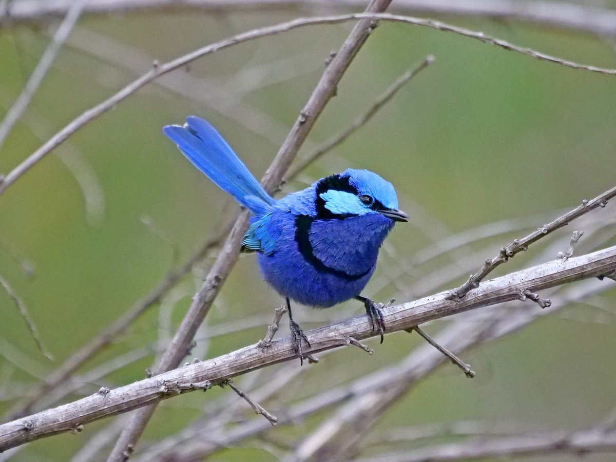 Splendid Fairywren - ML612508728