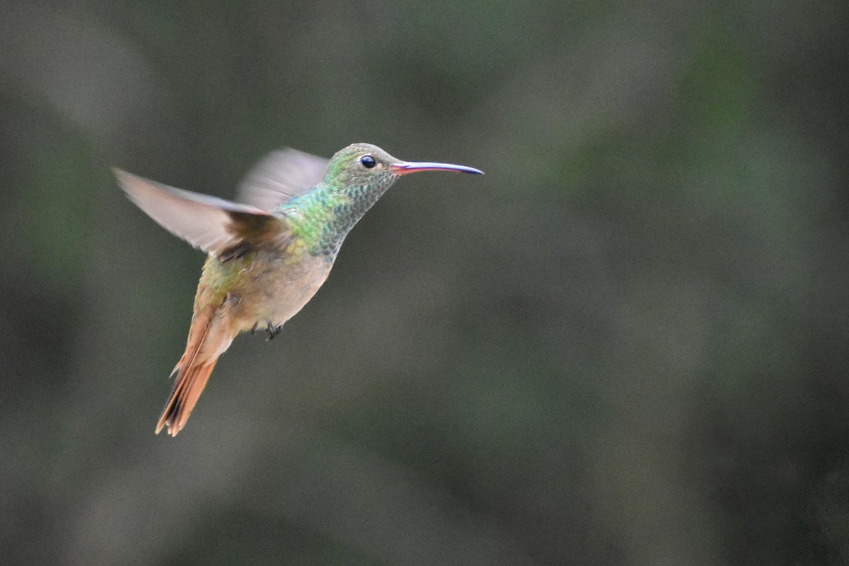 Buff-bellied Hummingbird (Northern) - Eric Konkol