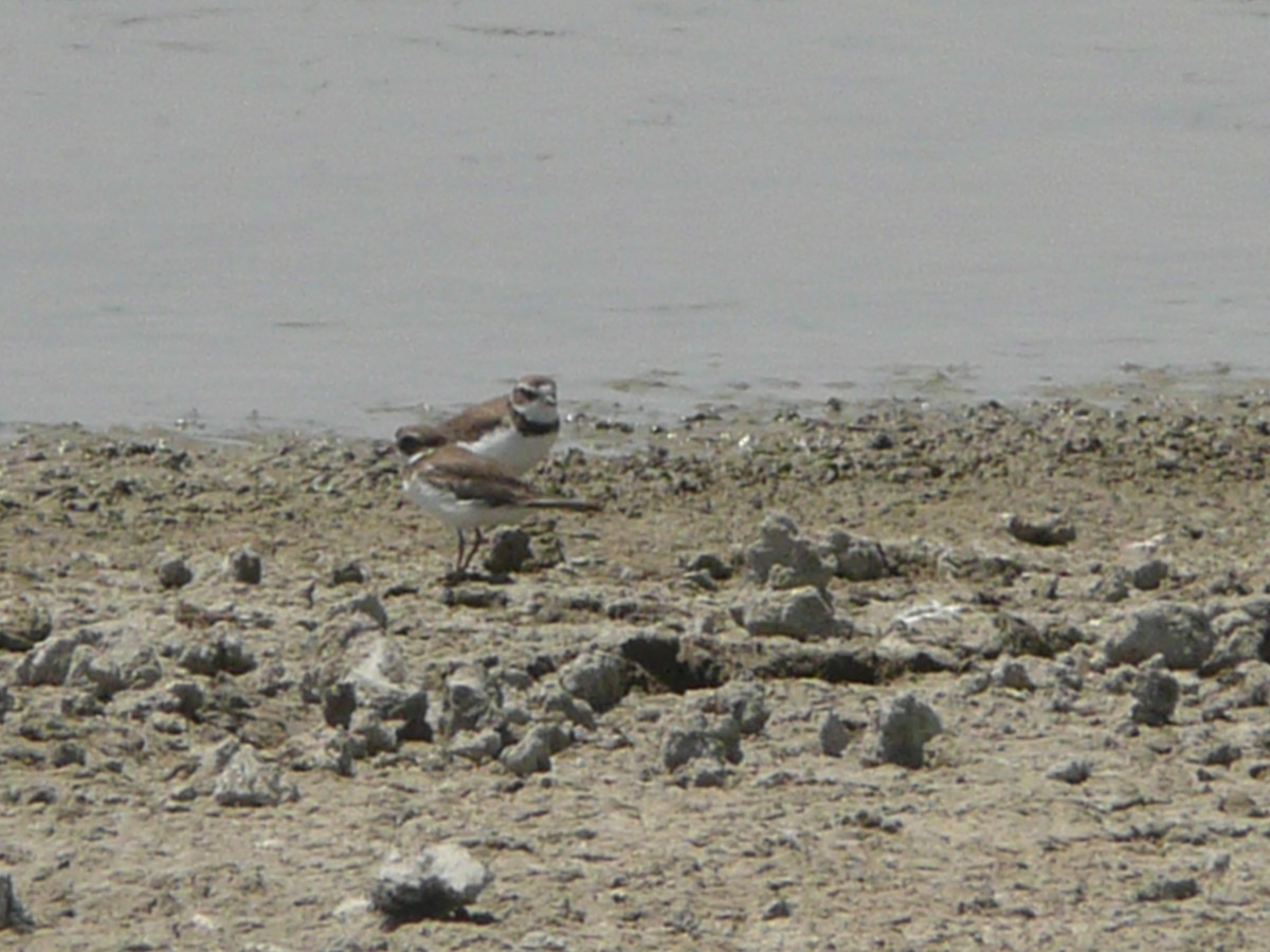 Semipalmated Plover - Pierina A. Bermejo