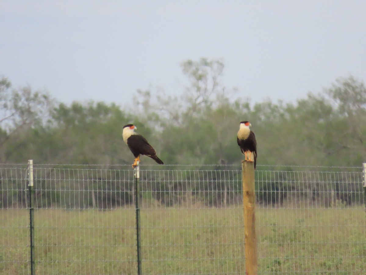 Crested Caracara (Northern) - Ray Duffy