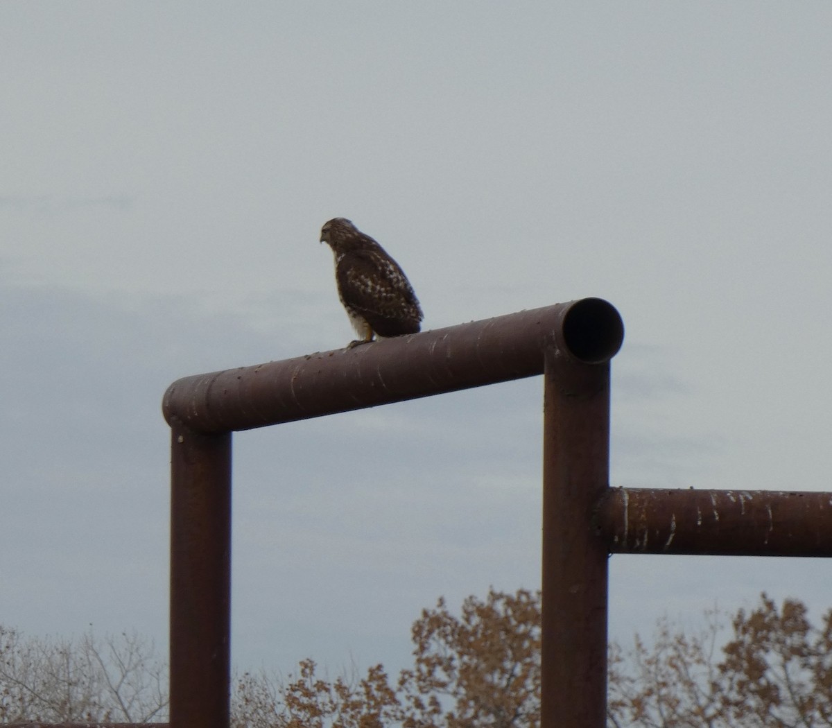 Red-tailed Hawk - ML612508872