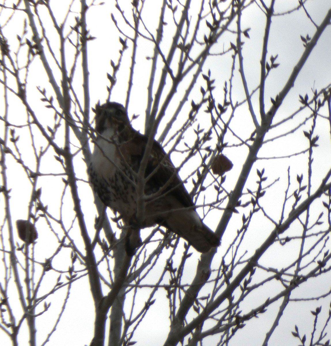 Red-tailed Hawk - Molly Taylor