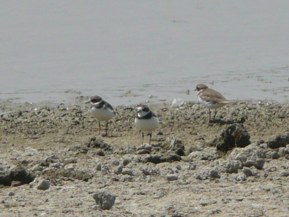 Semipalmated Plover - Pierina A. Bermejo