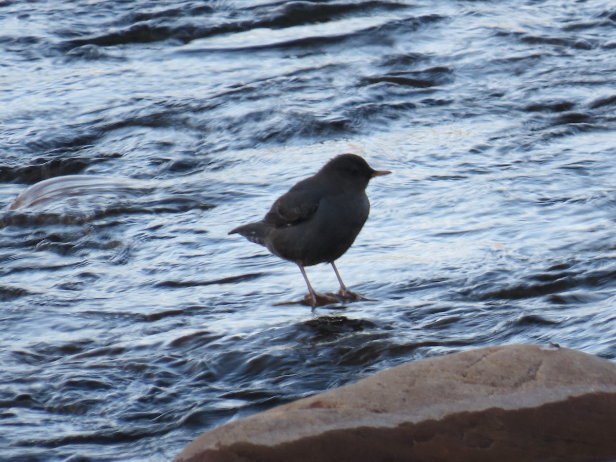 American Dipper - ML612508997