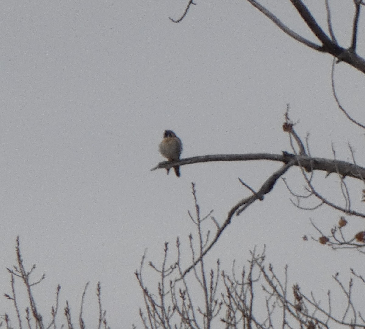 American Kestrel - ML612509009