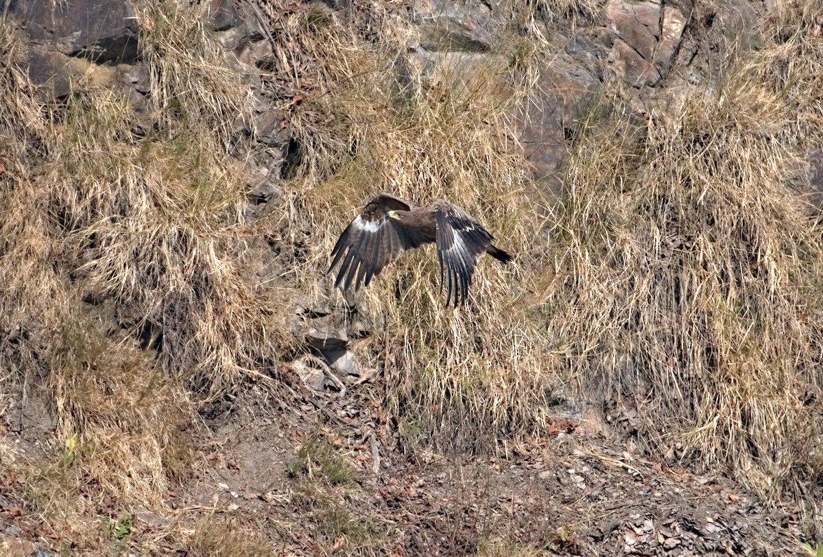 Steppe Eagle - ML612509028