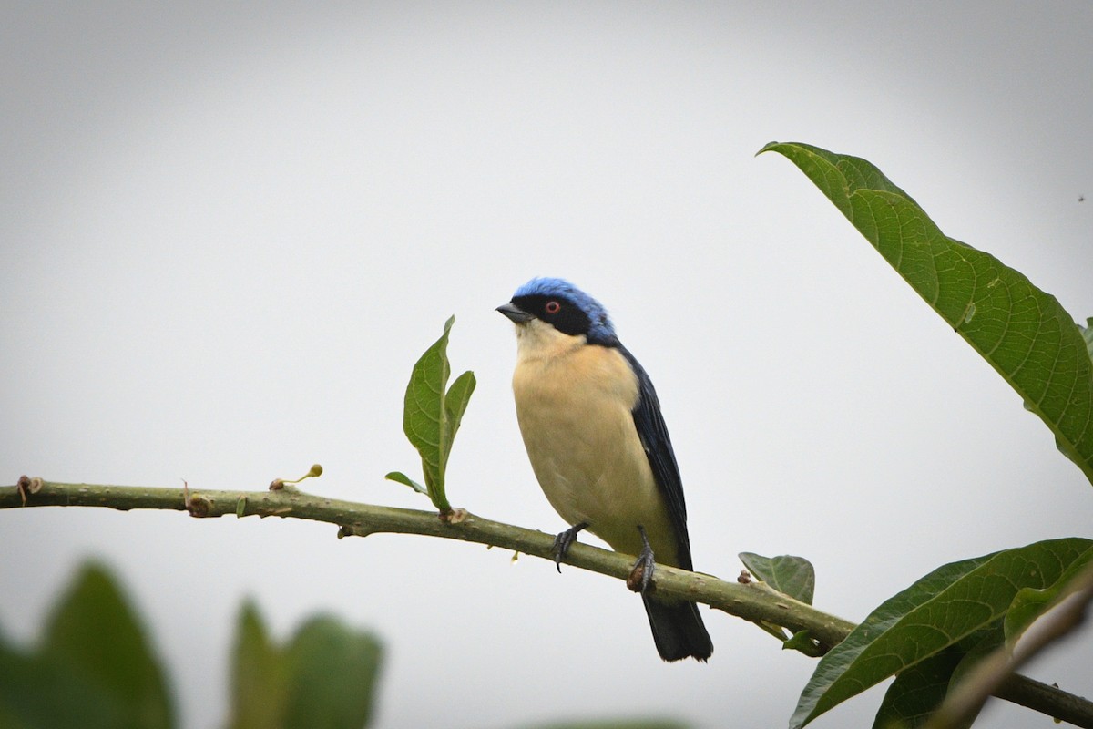 Fawn-breasted Tanager - ML612509048