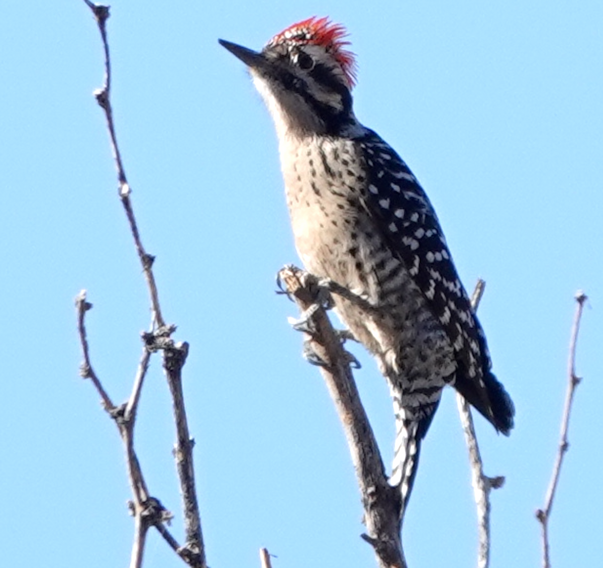 Ladder-backed Woodpecker - ML612509080