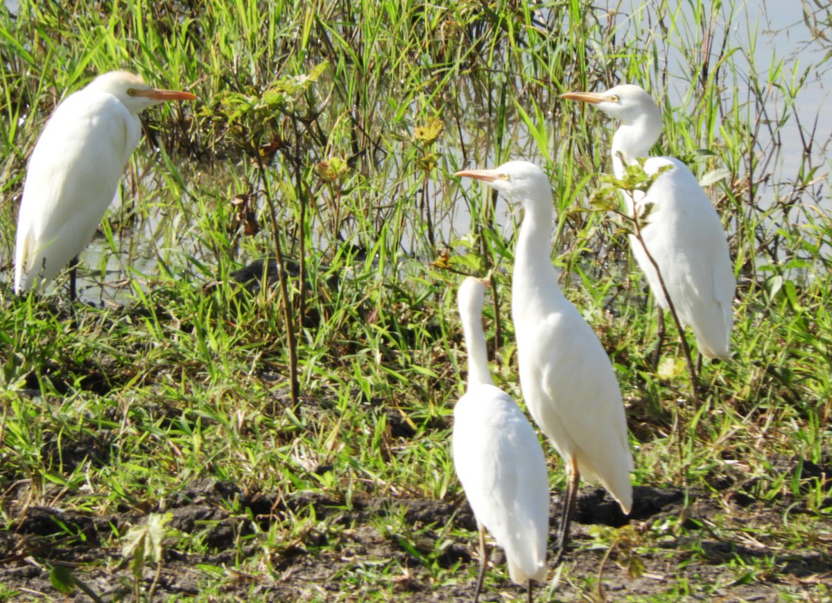 Чапля єгипетська (підвид ibis) - ML612509170