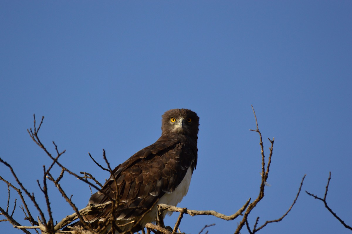 Black-chested Snake-Eagle - ML612509173