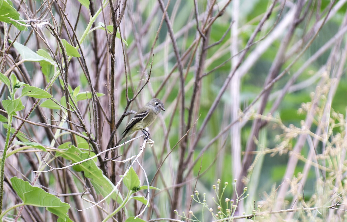 Dusky Flycatcher - ML612509197