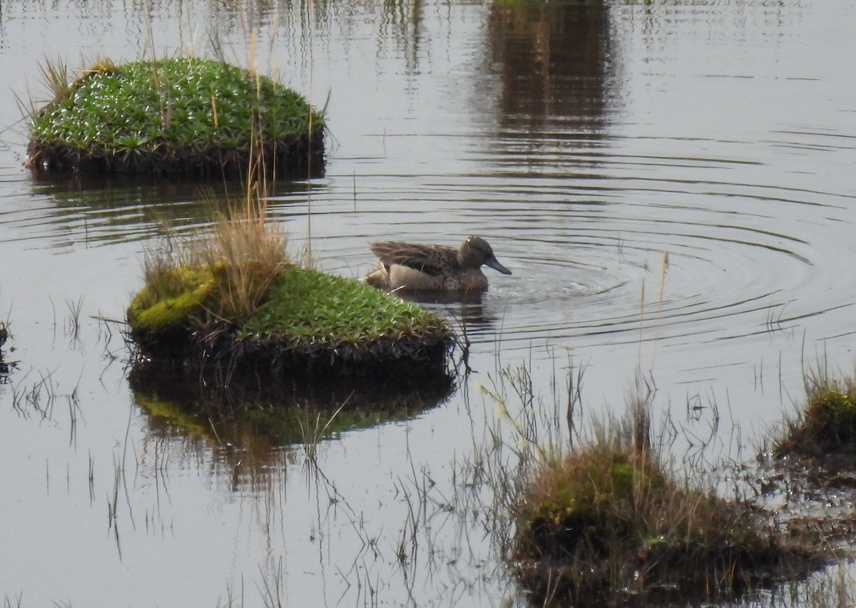 Andean Teal - ML612509214