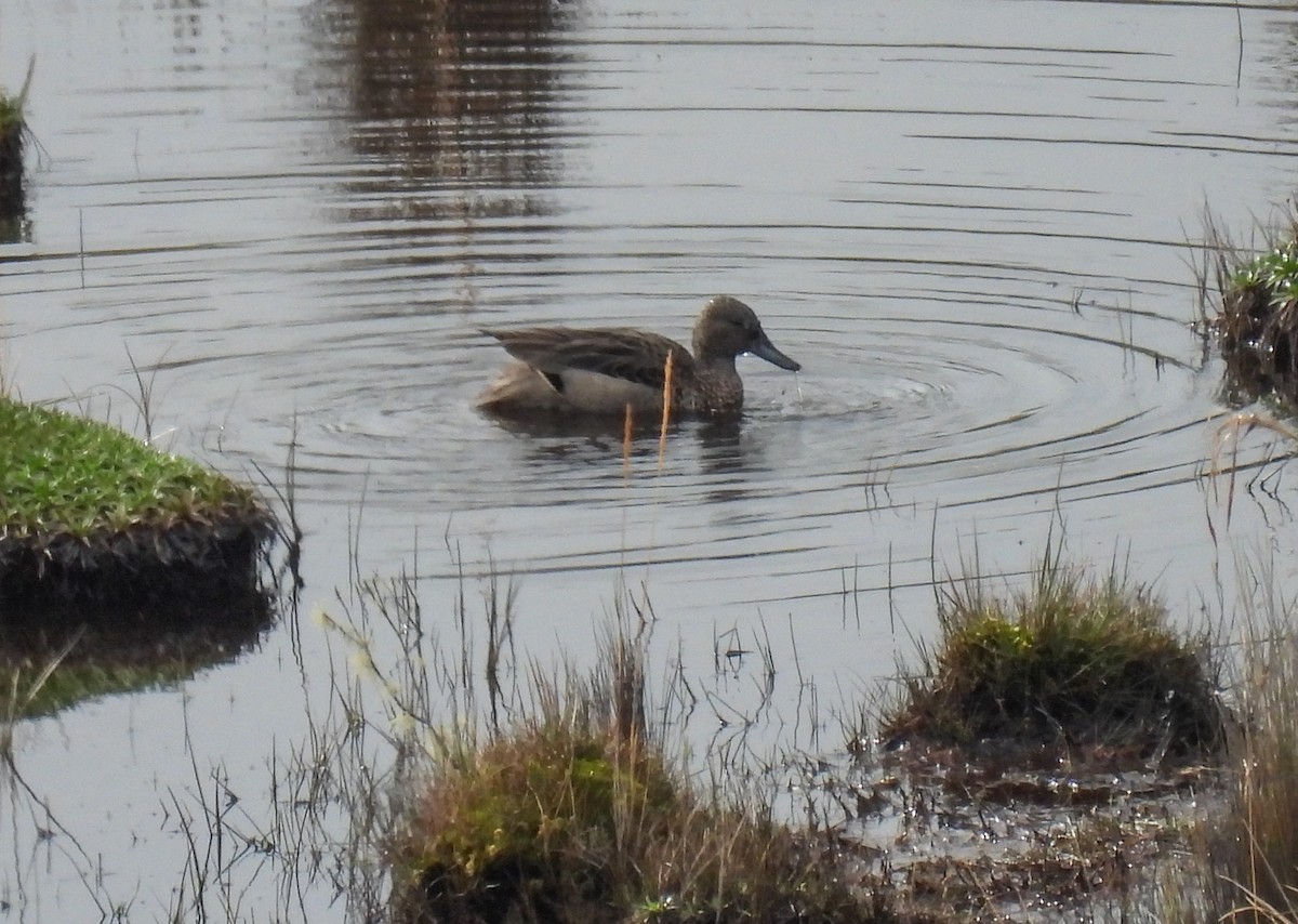 Andean Teal - ML612509215