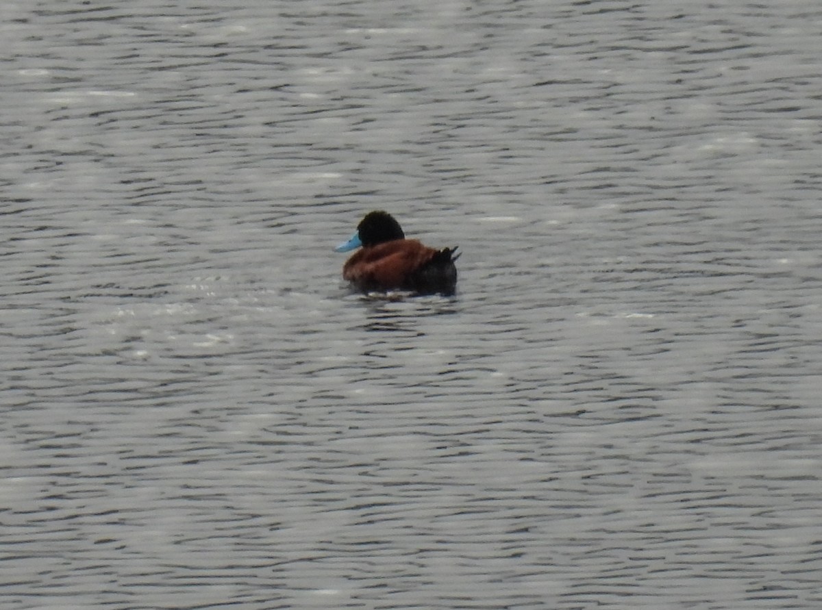 Andean Duck - ML612509218