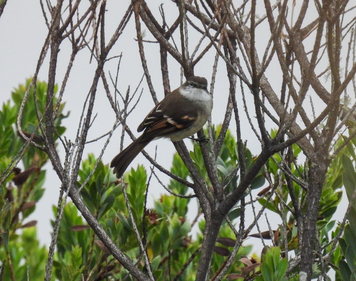 Tyranneau à gorge blanche - ML612509227