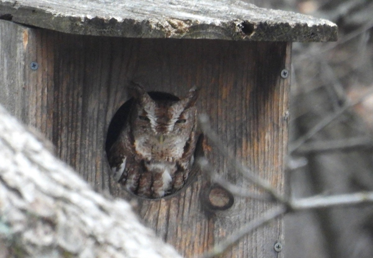 Eastern Screech-Owl - ML612509240