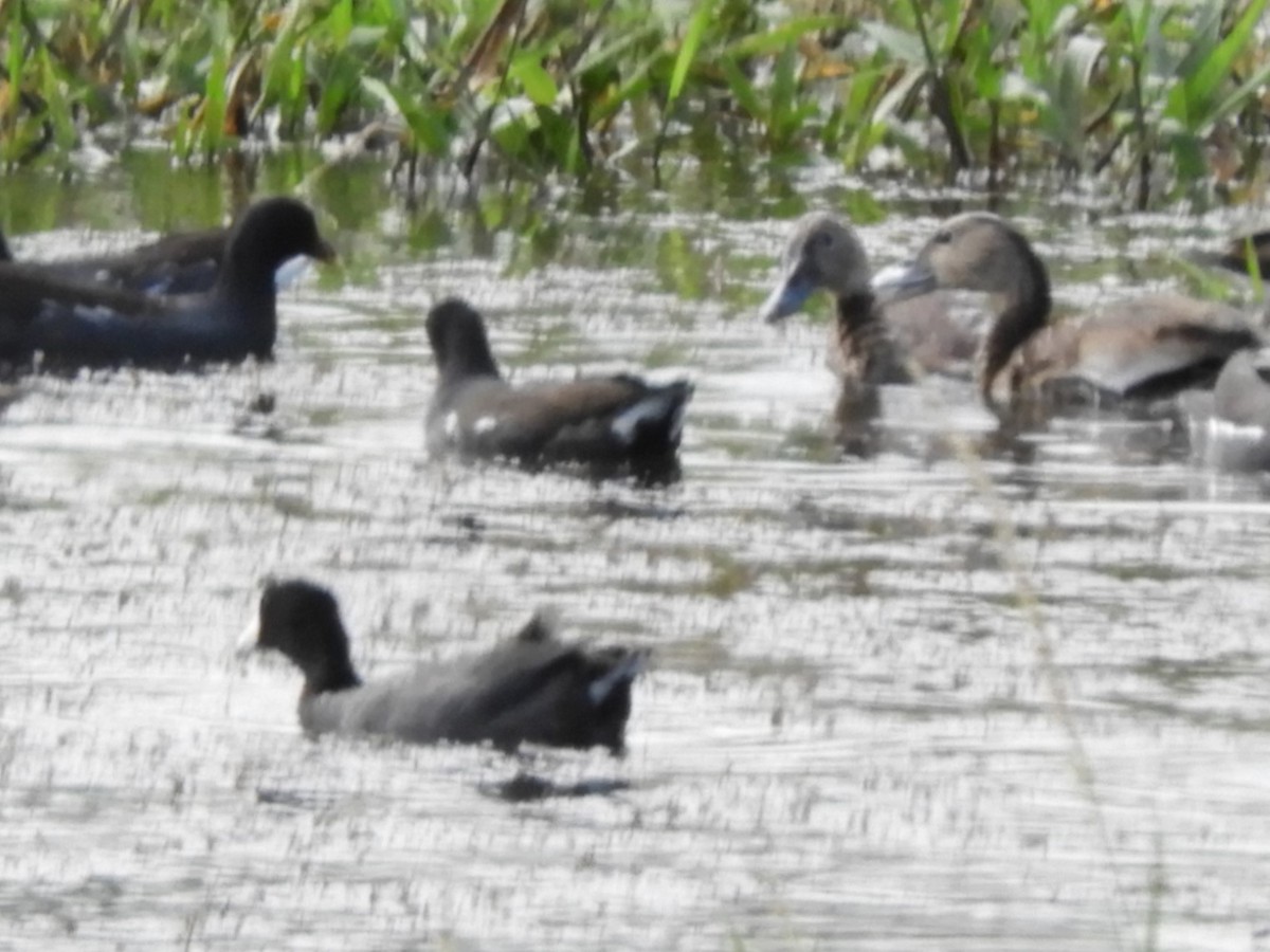 American Coot - Maria Corriols