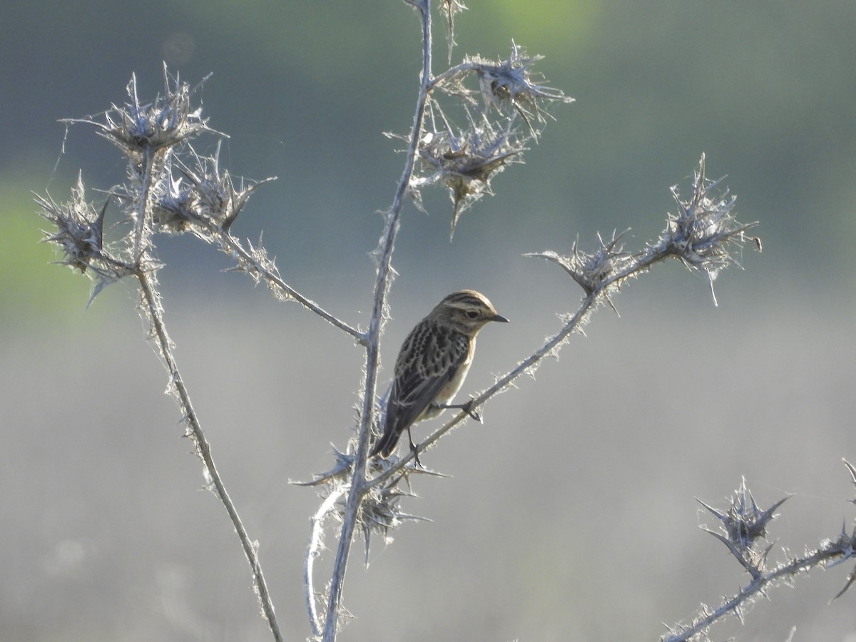 Whinchat - ML612509573