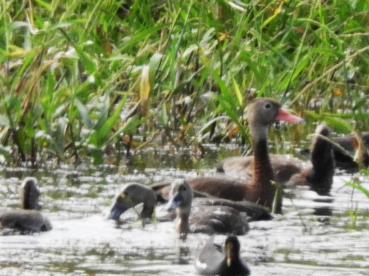 Black-bellied Whistling-Duck - Maria Corriols