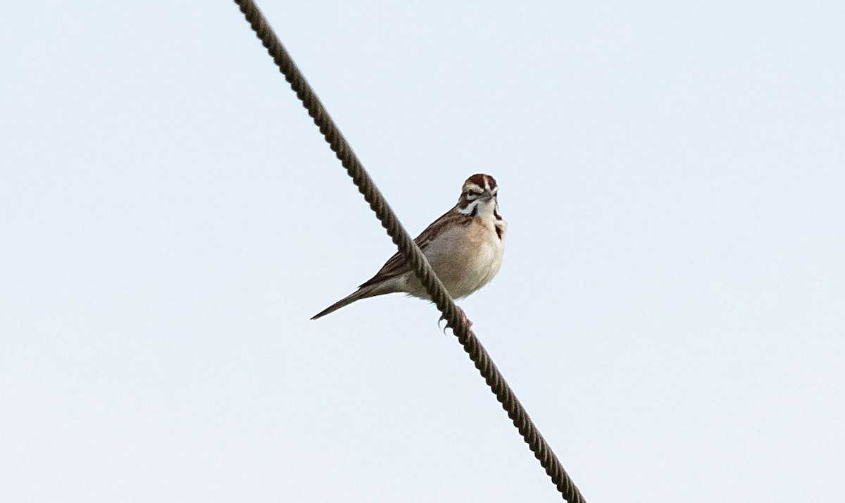 Lark Sparrow - Rolando Tomas Pasos Pérez