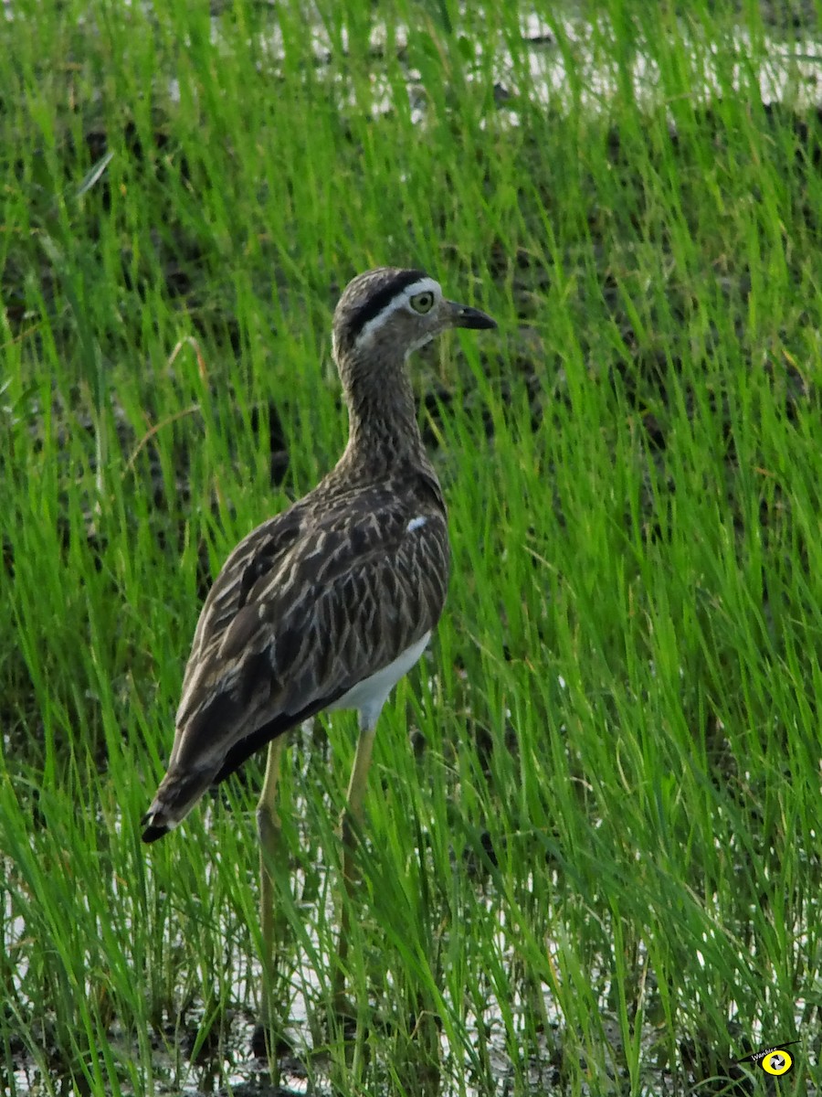 Double-striped Thick-knee - Christophe Lecocq
