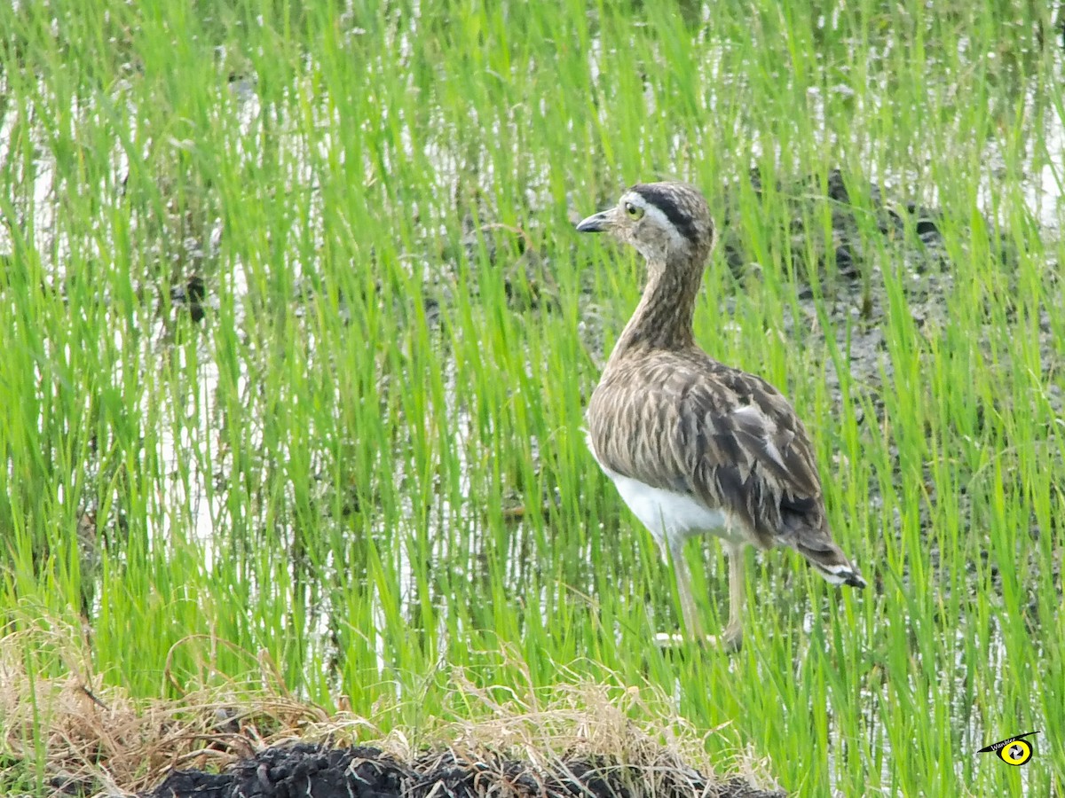 Double-striped Thick-knee - ML612509666