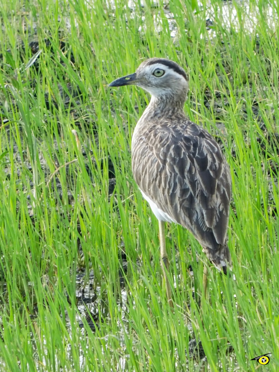 Double-striped Thick-knee - ML612509667