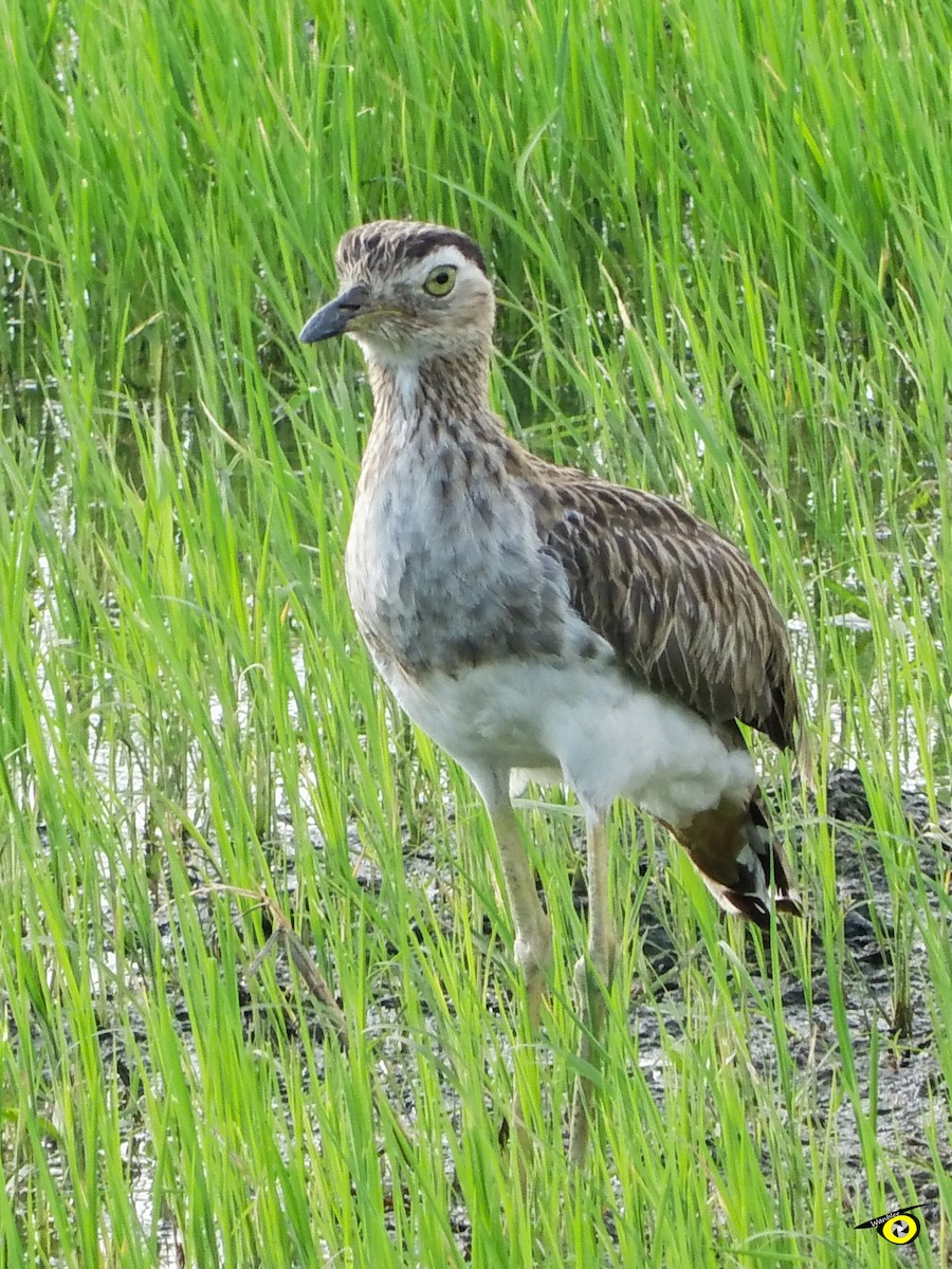 Double-striped Thick-knee - ML612509668