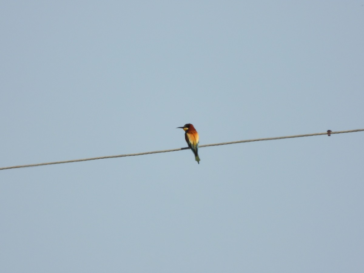European Bee-eater - Zhuofei Lu