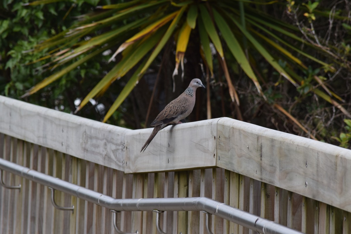 Spotted Dove - ML612509716