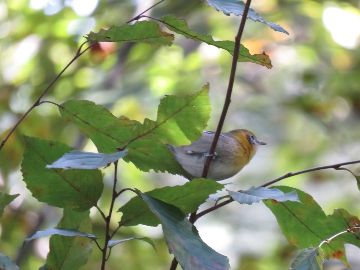 Olive Warbler - Leonard Barrett