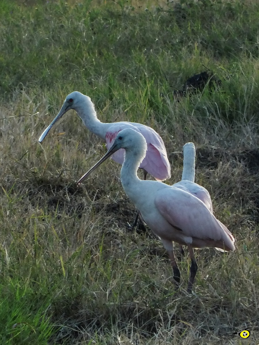 Roseate Spoonbill - ML612509729