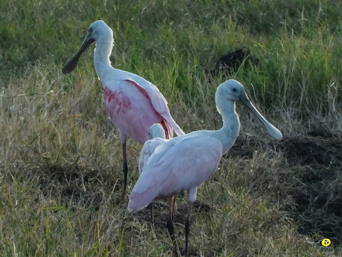 Roseate Spoonbill - ML612509731