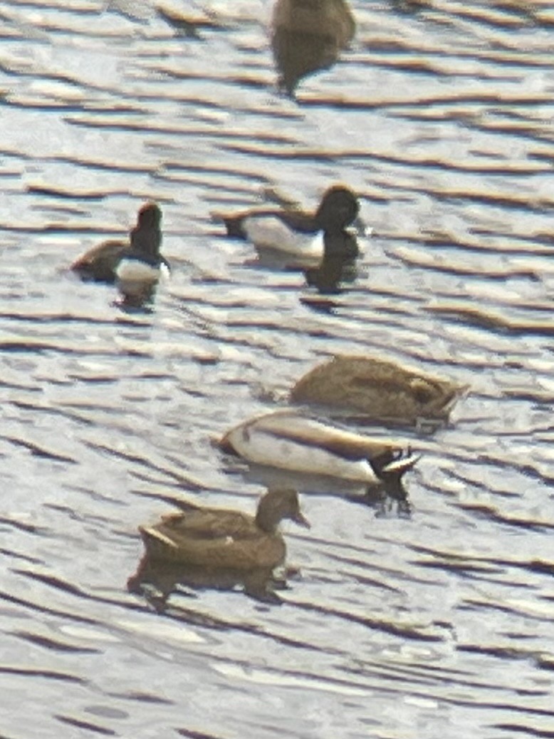 Ring-necked Duck - ML612509735