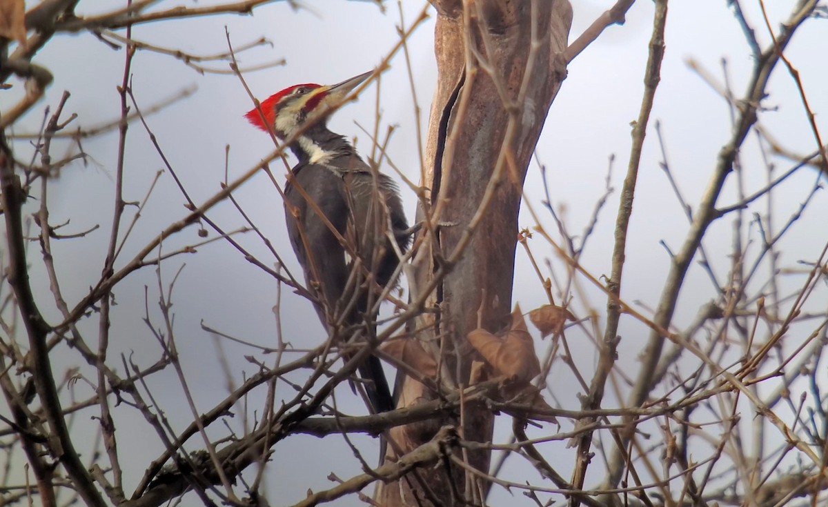 Pileated Woodpecker - ML612509743