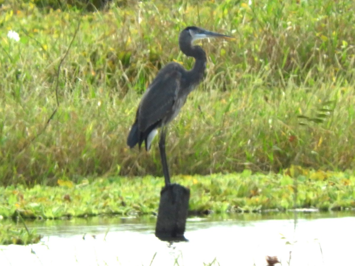 Great Blue Heron - Maria Corriols