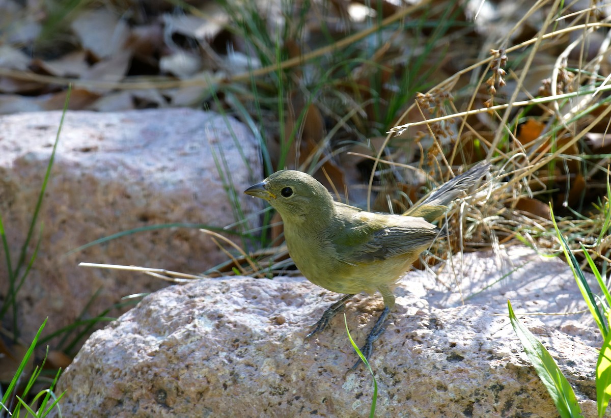 Painted Bunting - ML612509825