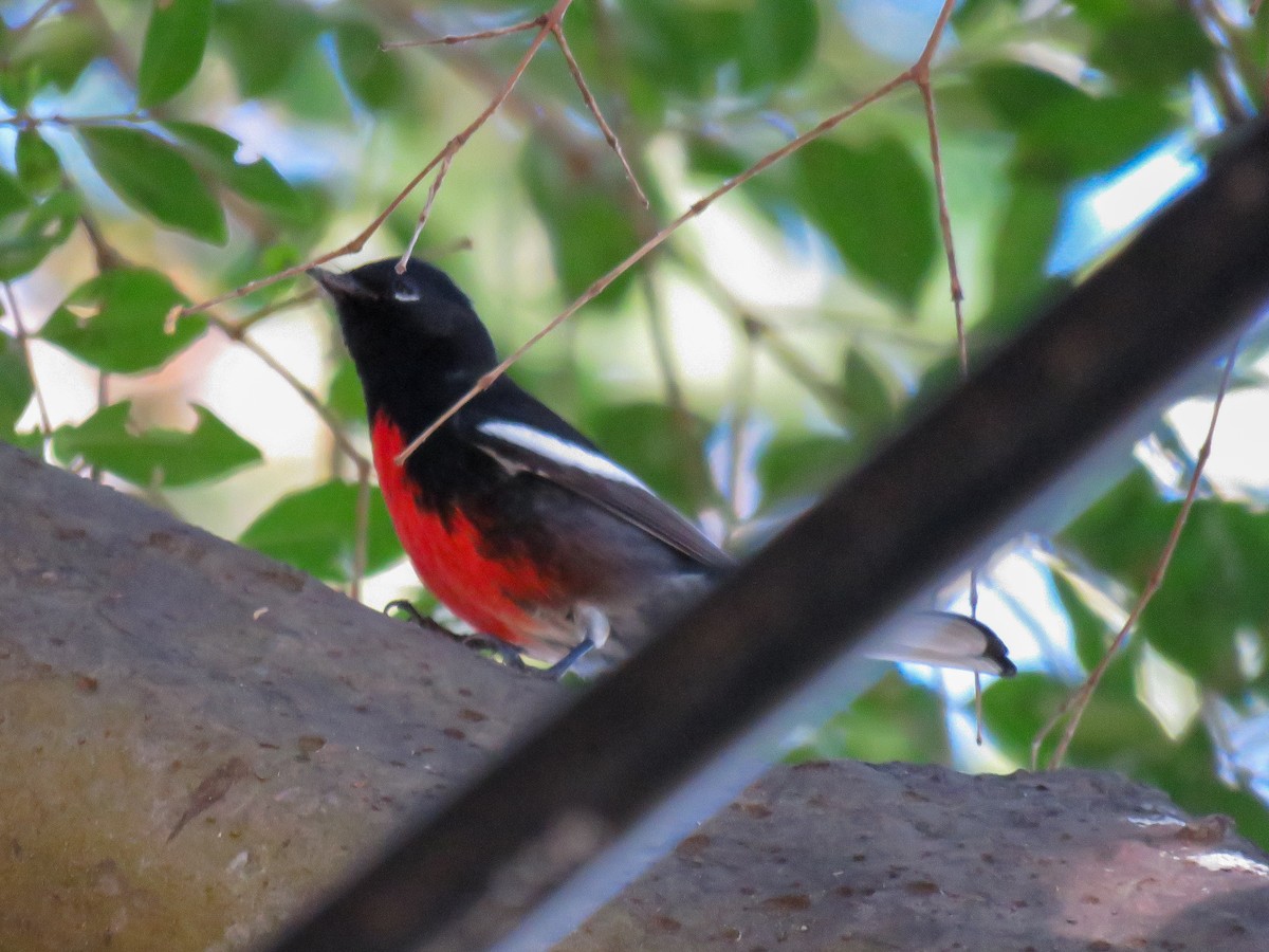 Painted Redstart - Leonard Barrett