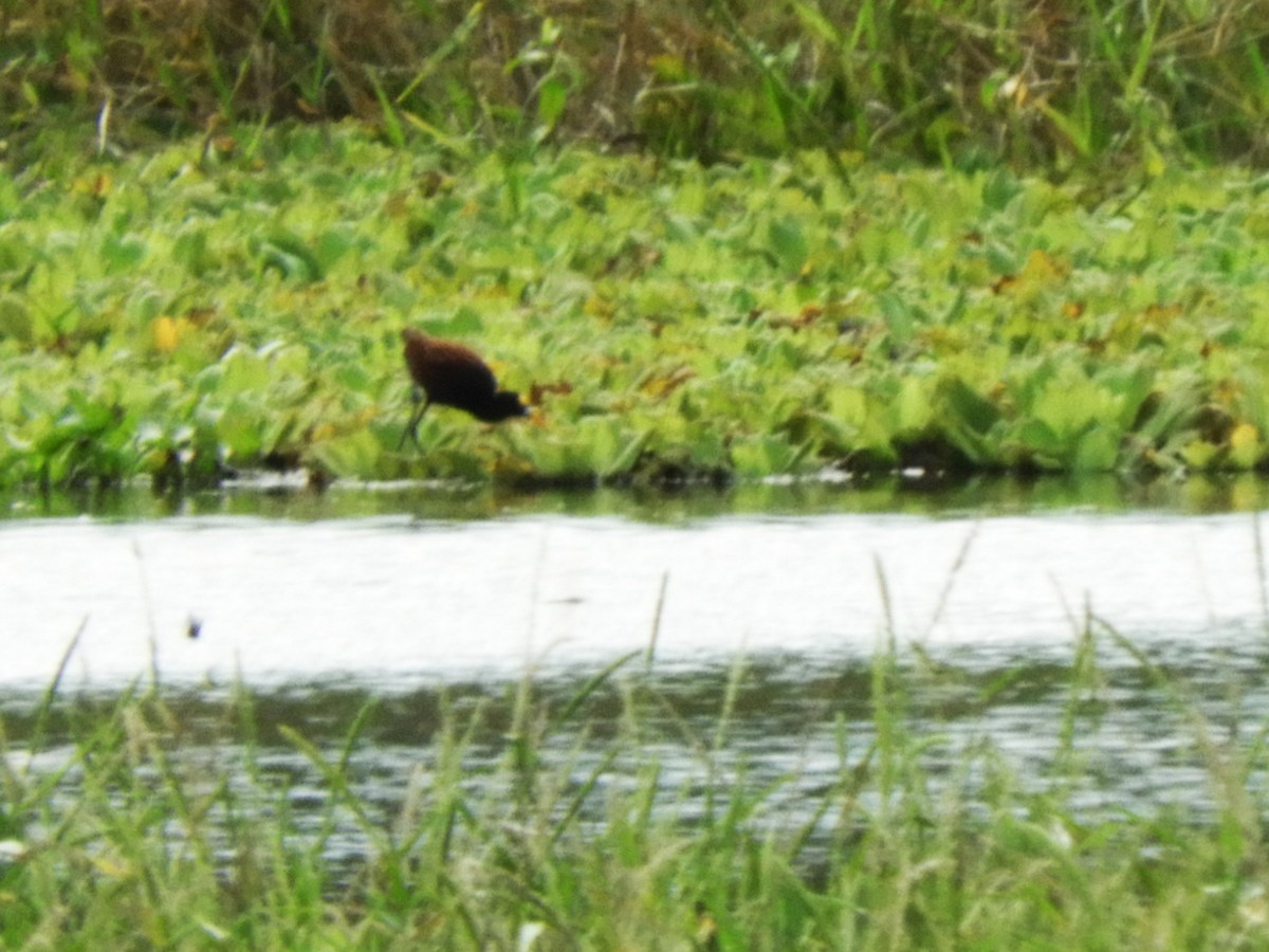 Jacana du Mexique - ML612509844