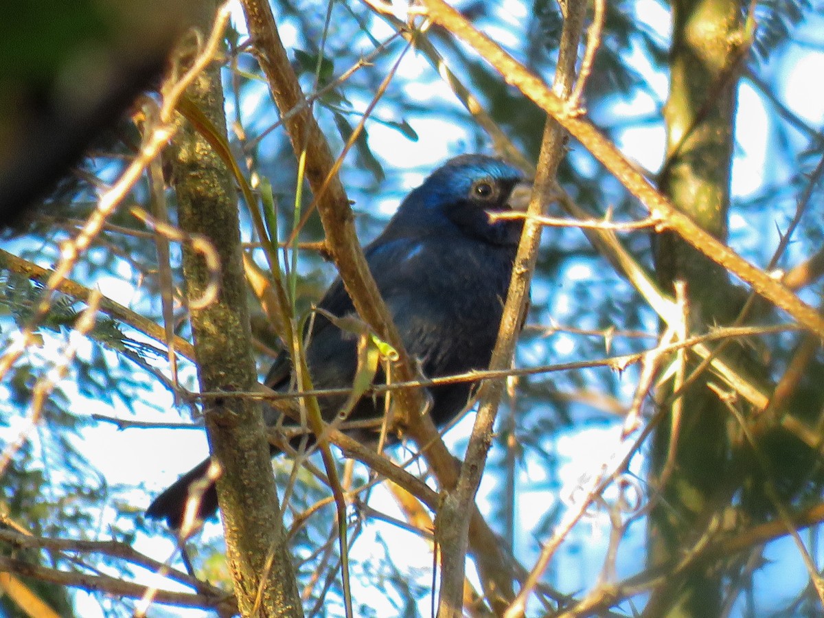 Blue Bunting - Leonard Barrett