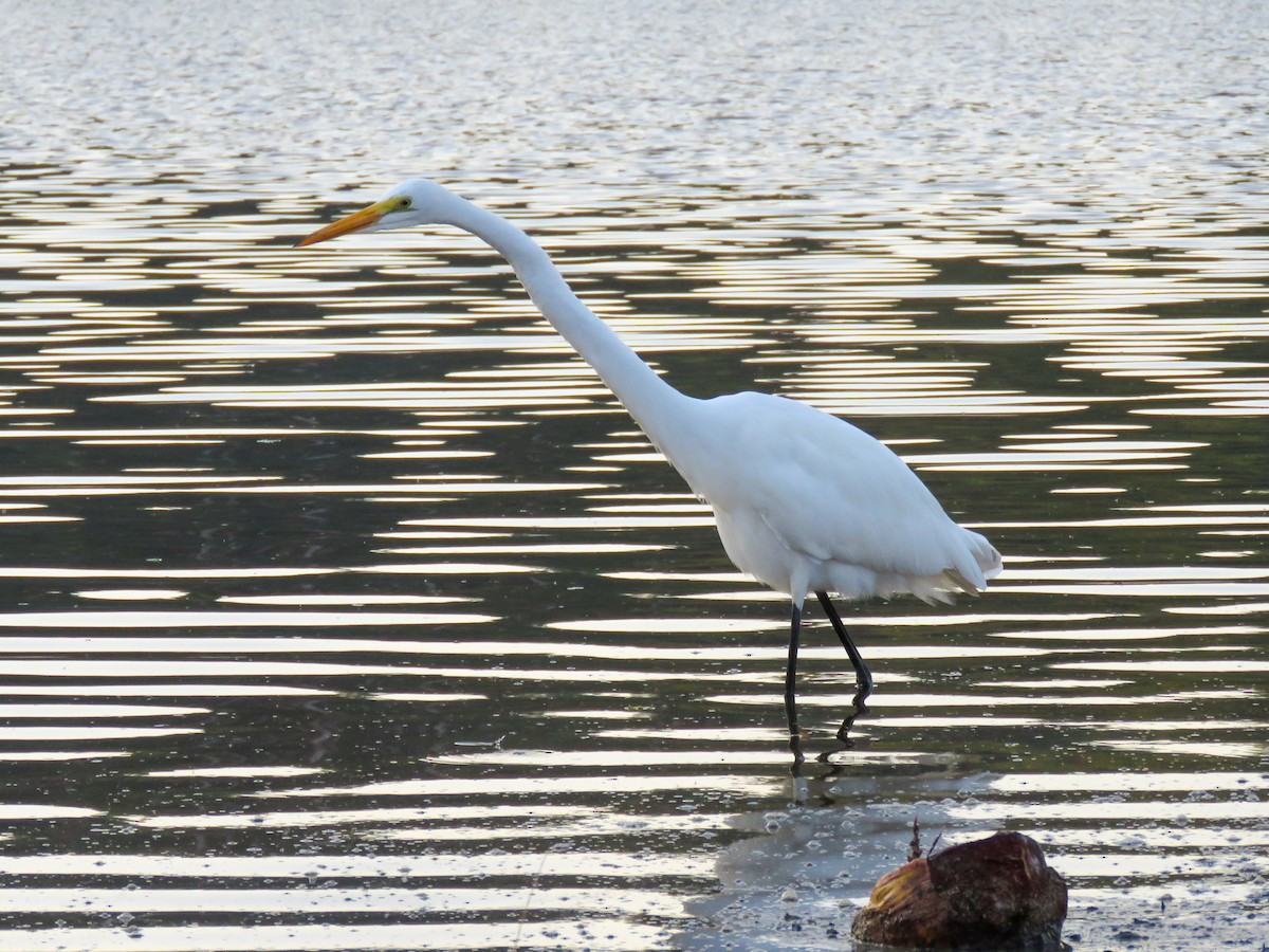 Great Egret - Leonard Barrett