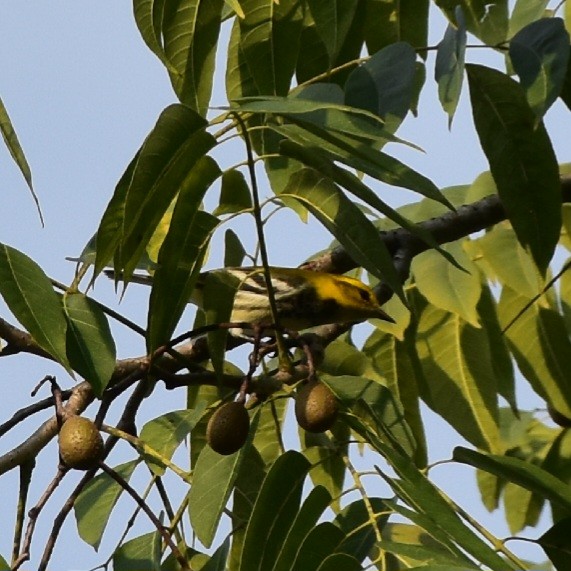 Black-throated Green Warbler - ML612510034