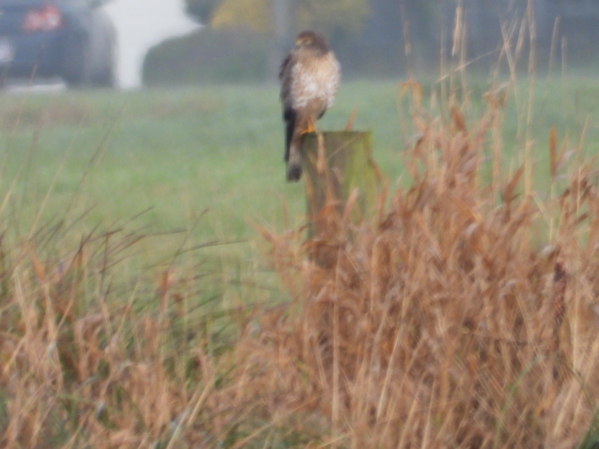 Northern Harrier - ML612510100