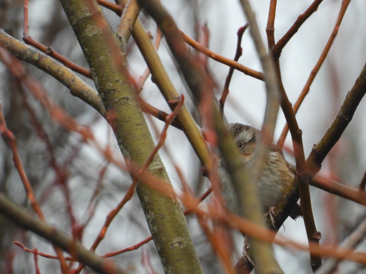 Swamp Sparrow - ML612510111