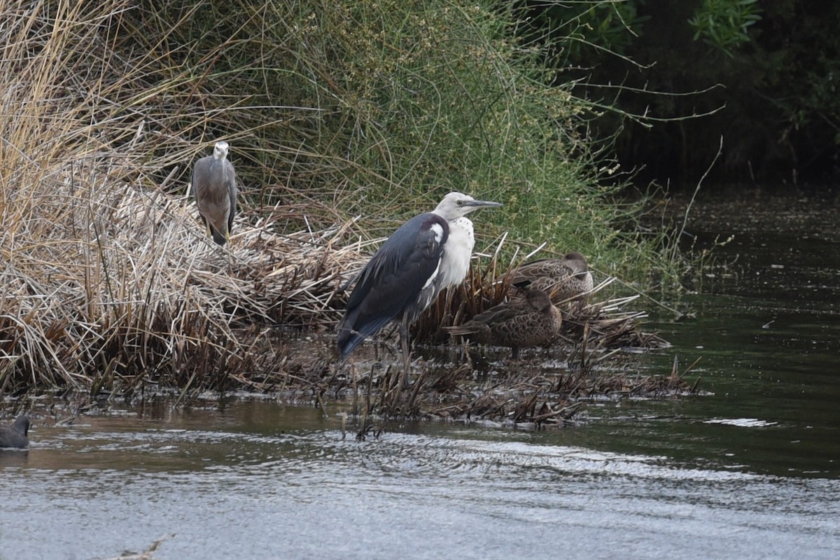 Pacific Heron - Christopher Brown