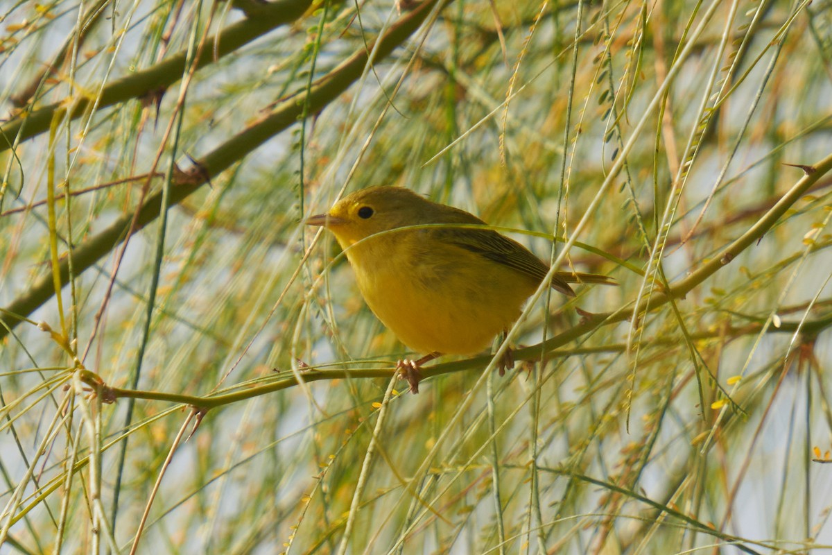 Yellow Warbler - ML612510159