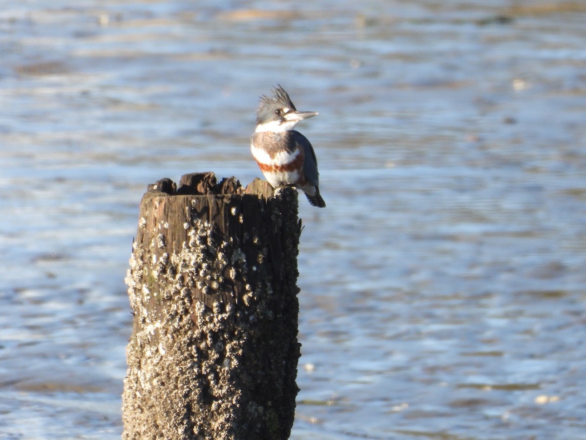 Belted Kingfisher - ML612510195