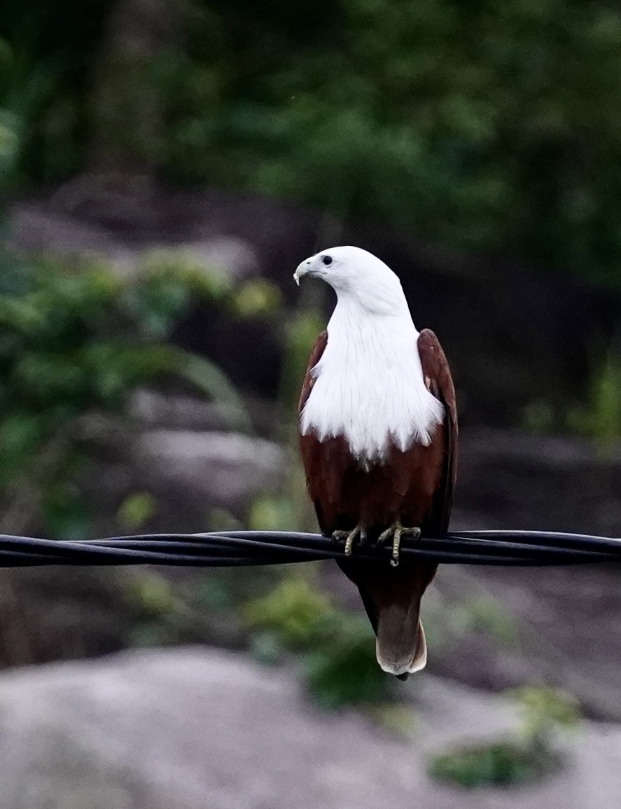 Brahminy Kite - ML612510240